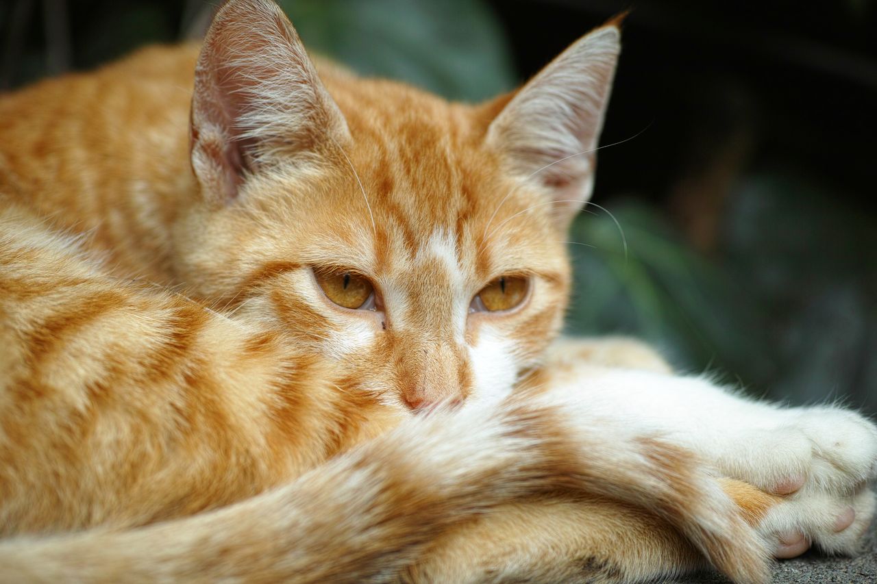 Foto comum do gato como enviada pelo cliente